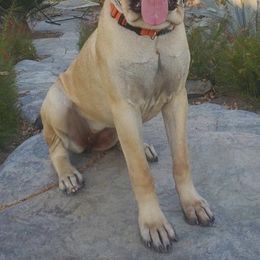 Cane Corso from WesCo Kennels