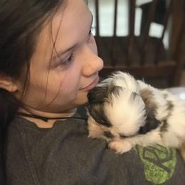 Shih Tzu Puppies from Willow Lane Shih Tzus