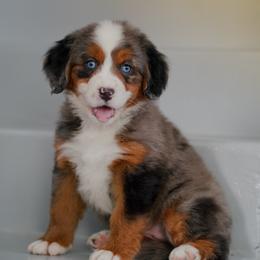 Vail - Merle female Bernedoodle puppy in Dundee, Ohio from Down Home Doodle
