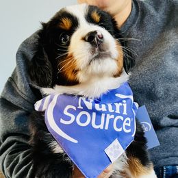 Miniature Australian Shepherd Puppies from Iris’ Island Oasis