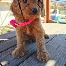 Ares - Red male Cavapoo puppy in Roseville, California from Heavenly Goldendoodles