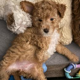 Maggie - Apricot female Goldendoodle puppy in Chattanooga, Tennessee from Scenic City Doodles
