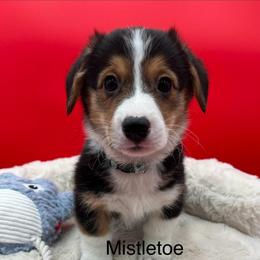 Mistletoe - Black and tan male Pembroke Welsh Corgi puppy in Minooka, Illinois from Lucky J Corgis