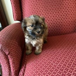 Red - Red sable male Havanese puppy in Melba, Idaho from Lawson Havanese