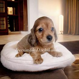 Andy longhair - Red male Dachshund puppy in Richmond, Virginia from Irresistible Dachshunds & Cavaliers