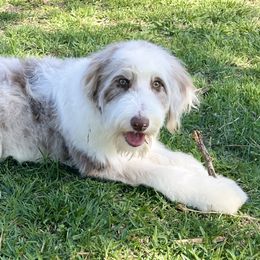 Aussiedoodles, Bordoodles, Goldendoodles, and Poodles from Calena’s Doodle Pups