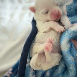 Maltese puppies from Made to Love Maltese LLC