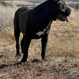 Raven - Cane Corso