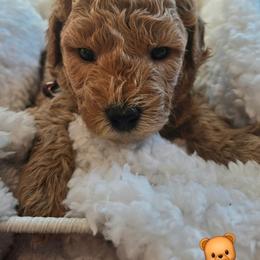 Black Collar-Bandit - Red tri-color male Assorted Doodle Crosses puppy in Upland, California from IDREAMOFPUPPIES