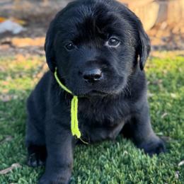Yellow - Black male Labrador Retriever puppy in Paulden, Arizona from Carefree Samoyeds & Deserthills Labradors