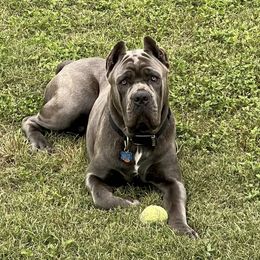 Blue - Cane Corso