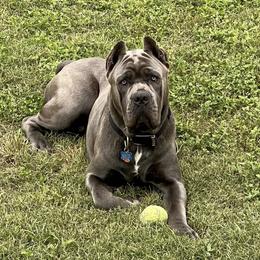 Blue - Cane Corso