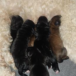 Brown male - Brown and white male Saint Berdoodle puppy in Saint Joseph, Missouri from Home Raised St. Berdoodles