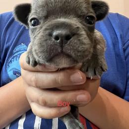 Boy 1 - French Bulldog puppy in Williamston, North Carolina from Beth’s Precious Dachshunds and Frenchies