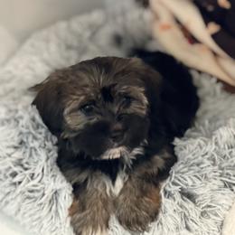 Goldendoodle Puppies from Lady Paws Puppies