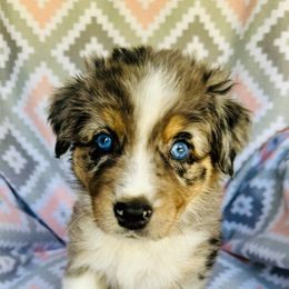 Australian Shepherd Puppies from Jo’s Aussies