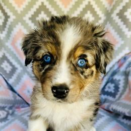 Australian Shepherd Puppies from Jo’s Aussies