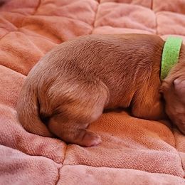 Green collar boy - Ruby male Cavalier King Charles Spaniel puppy in Medford, Oregon from Country Chic Cavaliers