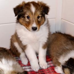 Shetland Sheepdog Puppies from Fancypants Shetland Sheepdogs