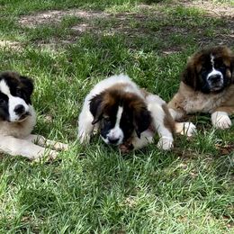 Saint Bernard Puppies from Magnolia Saint Bernards