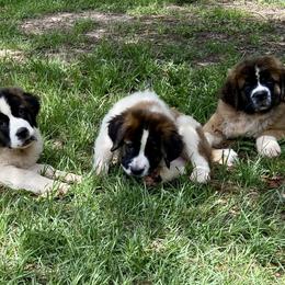 Saint Bernard Puppies from Magnolia Saint Bernards