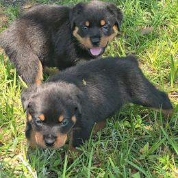 Alden male 1 - Black and mahogany male Rottweiler puppy in Live Oak, Florida from K&R RANCH KENNELS