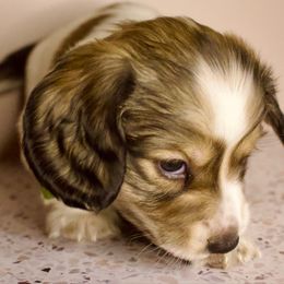 Pfeffernüse - Piebald male Dachshund puppy in North Reading, Massachusetts from The Well Tempered Dachshund
