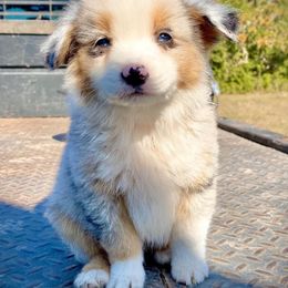 Australian Cattle Dog, Australian Shepherd, Companion Cross, and Miniature Australian Shepherd Puppies from MK Aussies