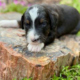 Sarah - Tri-color female Bernedoodle puppy in Bowling Green, Ohio from FDF Pyredoodles & Bernedoodles