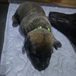 Dark Green female - Mahogany female Belgian Malinois puppy in China Spring, Virginia from Childress Creek Kennels