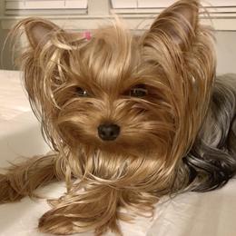 Yorkshire Terrier puppies from Paul's Yorkshire Terriers
