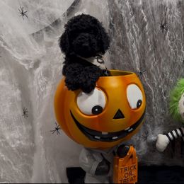 Poodle Puppies from Maison des Caniches