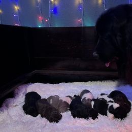 Newfoundland Puppies from Sugar Paws Newfoundlands
