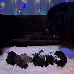 Newfoundland Puppies from Sugar Paws Newfoundlands