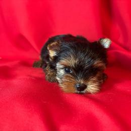 SN girl - Blue and gold female Yorkshire Terrier puppy in Alburnett, Iowa from Hobbs Shire Yorkies