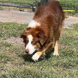 Lil Bit - Australian Shepherd