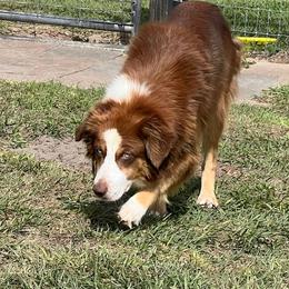 Lil Bit - Australian Shepherd