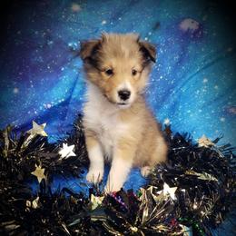 Barry - Sable and white male Shetland Sheepdog puppy in Moore Haven, Florida from Sheri Harris's Shetland Sheepdogs