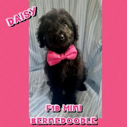 Daisy - Black female Bernedoodle puppy in Township Of Sumpter, Michigan from Down on the farm Doodles