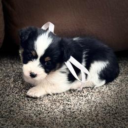 Girl 1 - Black and tan female Corgipoo puppy in Junction, Utah from Sugar Doodles