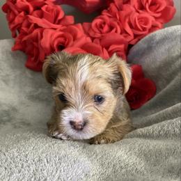 EXOTIC BROWN MERLE BOY - Chocolate, tan and white male Yorkshire Terrier puppy in Rock Hill, South Carolina from Teddy Bear Yorkies