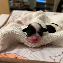 Green - White male Havapoo puppy in Arlington, Washington from Havanese With Love Breeding Co.