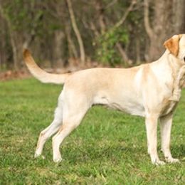 Labrador Retrievers from Amber's Labrador Retrievers