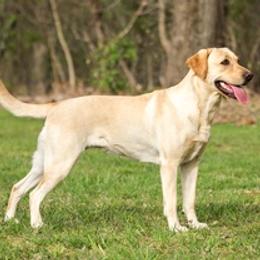 Labrador Retrievers from Amber's Labrador Retrievers