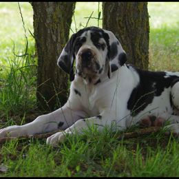 Scarlett - Great Dane