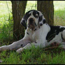 Scarlett - Great Dane