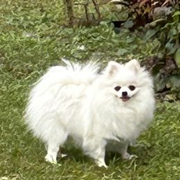 VALLEN - Pomeranian