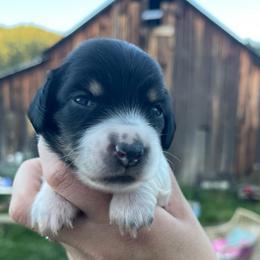 Havarti - Piebald female Dachshund puppy in Rogue River, Oregon from Bear Feet Dachshunds