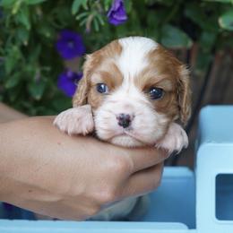Peonie - Blenheim female Cavalier King Charles Spaniel puppy in Lula, Georgia from Cavaliers by Crumley