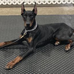 Judge - Doberman Pinscher